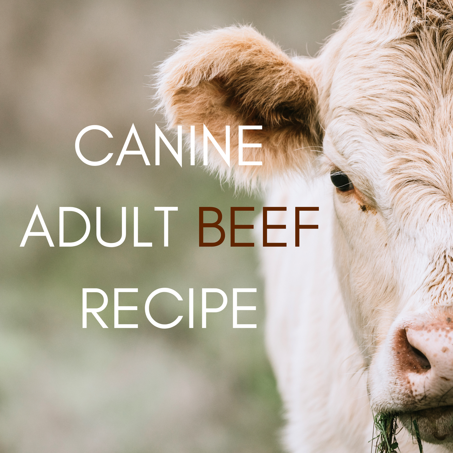 Dr. Evelyn's Low Oxalate Beef Dog Food Recipe