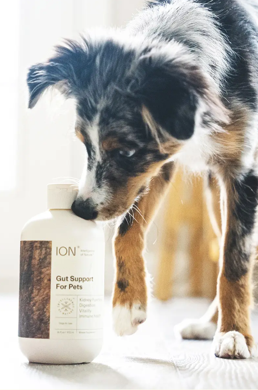 Ion* Gut Support for Pets