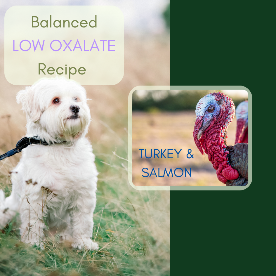 Dr. Evelyn's Low Oxalate Turkey & Salmon Dog Food Recipe