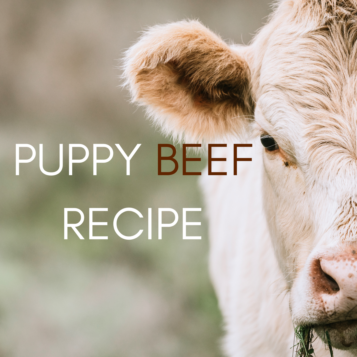 Dr. Evelyn's Beef & Sweet Potato Puppy Recipe