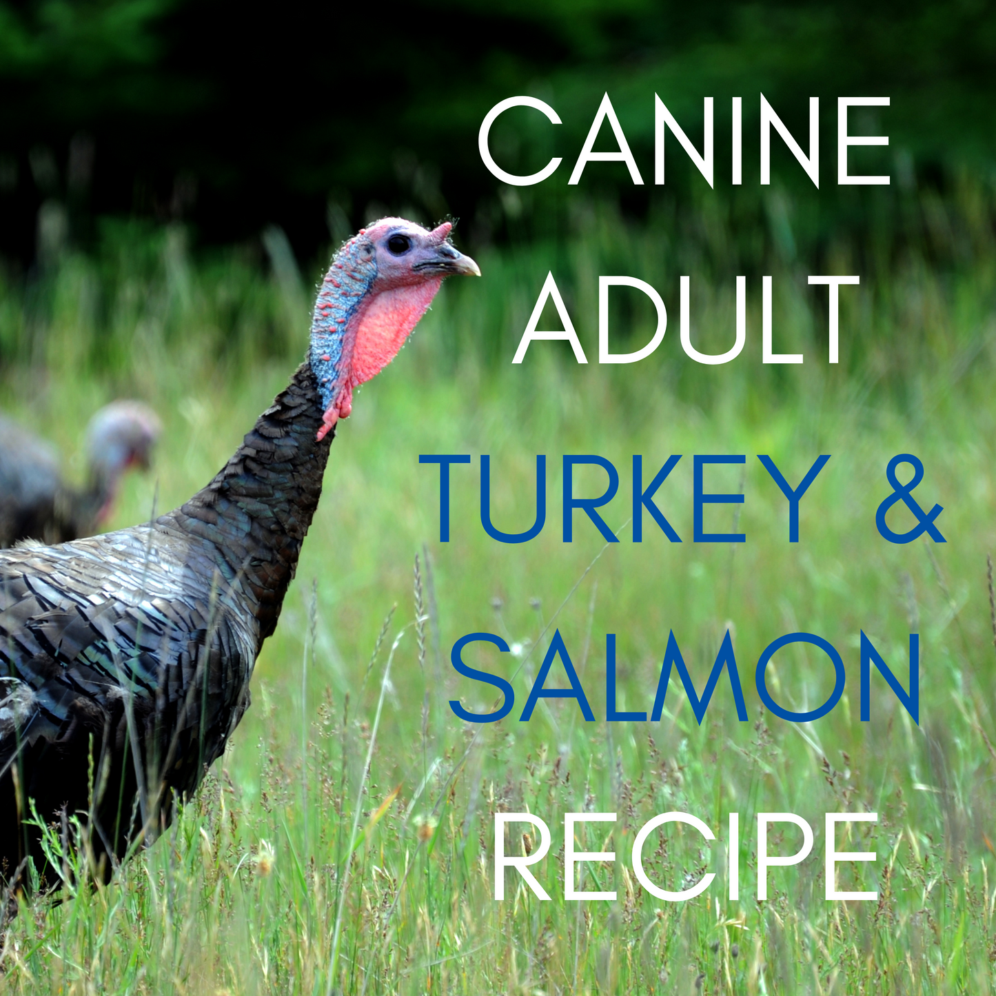 Dr. Evelyn's Low Oxalate Turkey & Salmon Dog Food Recipe