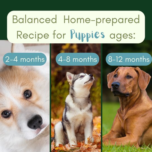Dr. Evelyn's Beef & Sweet Potato Puppy Recipe